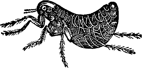 Eek I've Posted Two Insect Digital Stamps The First - Illustration (591x401)