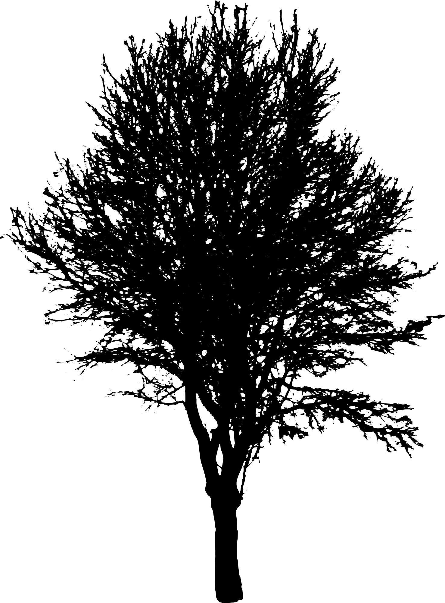 Tree Silhouette Png Picture - Maple Tree Silhouette Png (1478x2000)