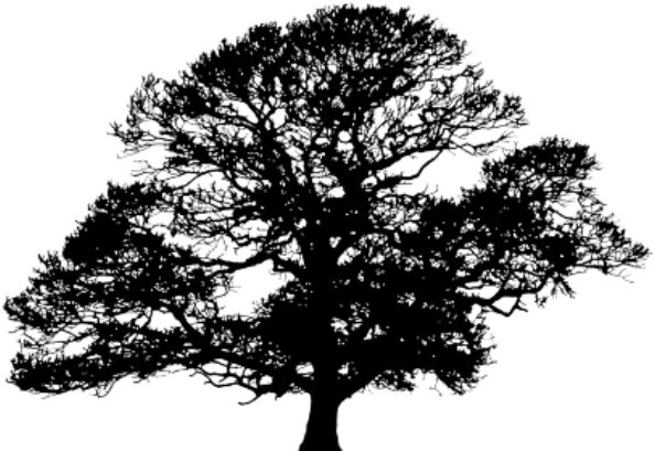 Image Result For Red Maple Tree Silhouette Tattoo - Reach For The Stars (640x430)