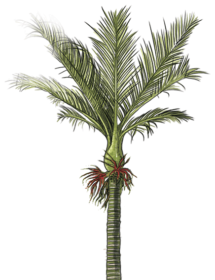 Http - //kakaporecovery - Org - Nz Kakapo Recovery - Домашнии Пальмы (436x567)