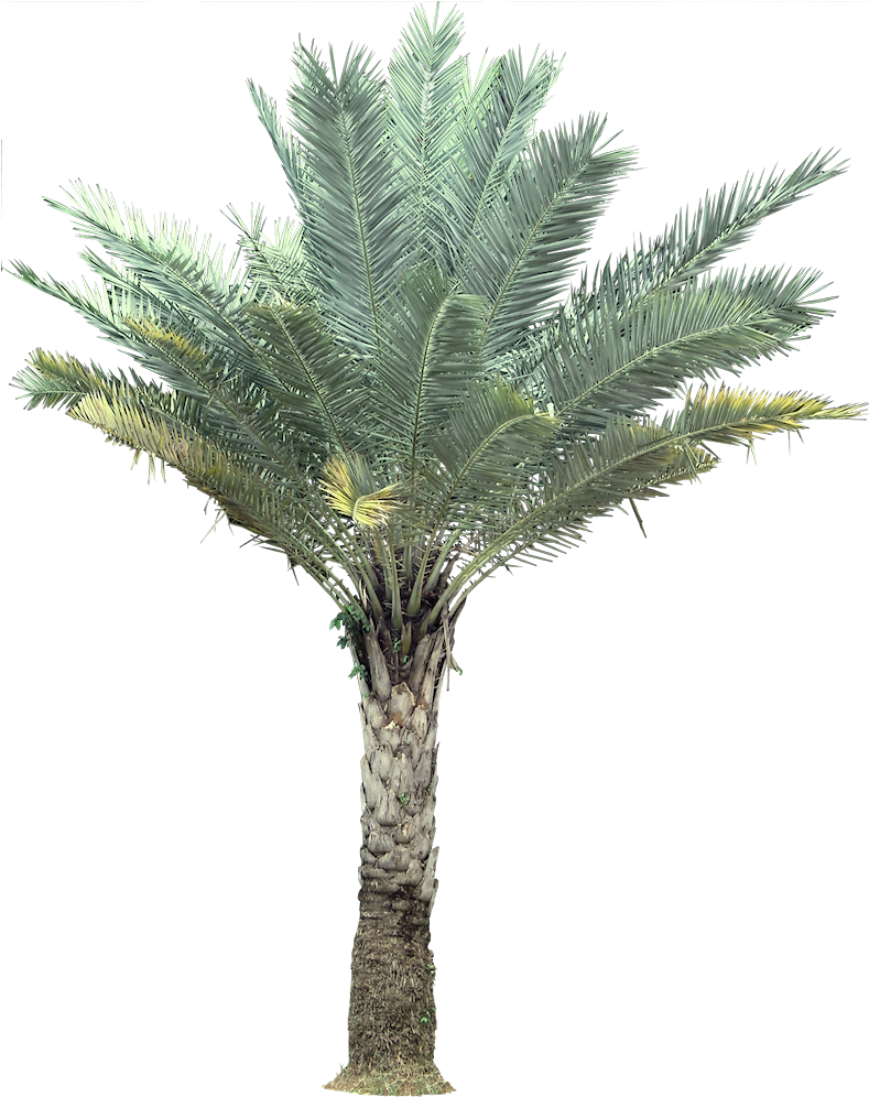 Palm India Date Palm Wild Date Palm Sylvester Date - Palm Trees (800x1002)