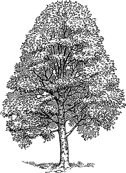 Cedar Tree Silhouette - Beech Tree Drawing (438x599)