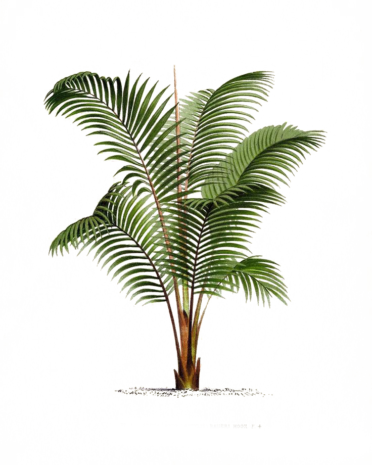 Arecaceae Printmaking Poster Botanical Illustration - Palm Tree Botanical (736x920)