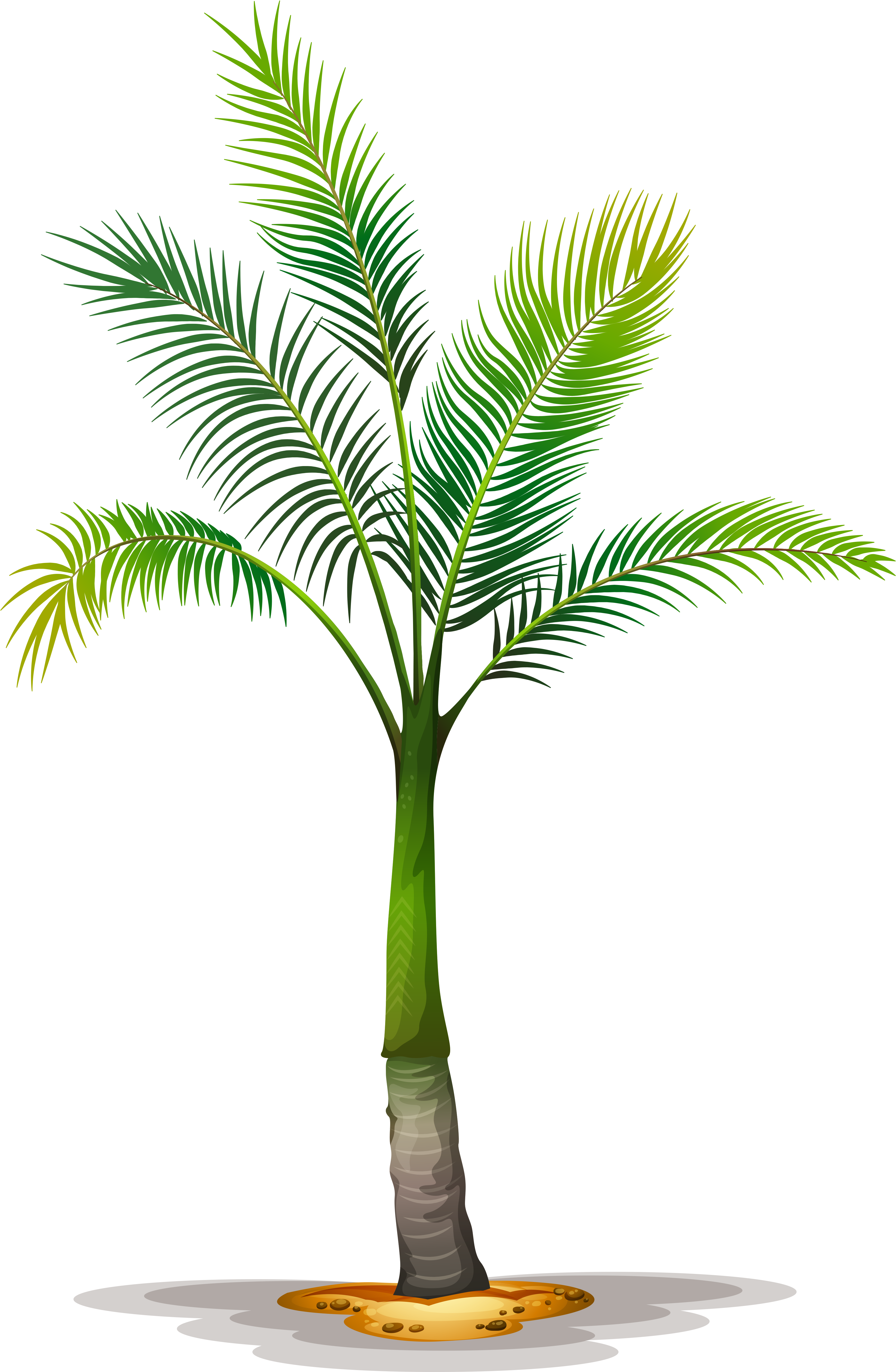 Date Palm Clipart Tropical Tree - Palm Png (3949x5744)