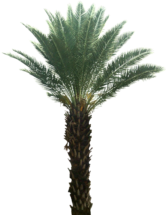 A Collection Of Tropical Plant Images With Transparent - Phoenix Sylvestris (646x813)