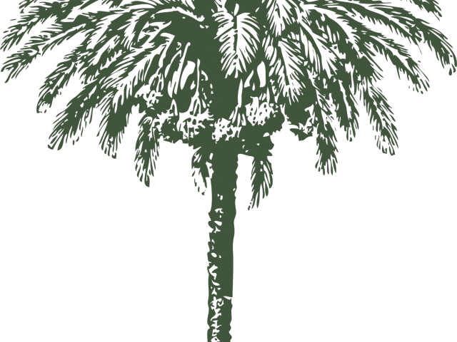Date Palm Clipart Big - Date Palm Clip Art (640x480)