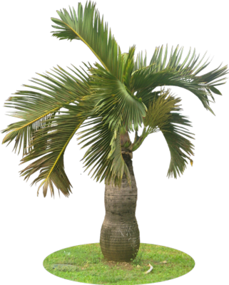 Psd - Bottle Palm (321x400)