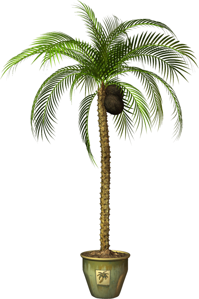 Craft - Пальма В Горшке Png (681x1024)