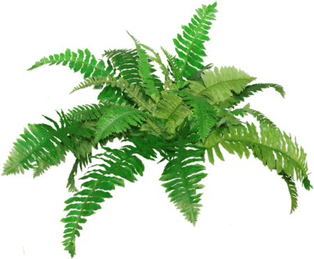 Fancy Picture Of A Red Fern Index Of Sid Aw Textures - Transparent Background Fern Clipart (457x375)