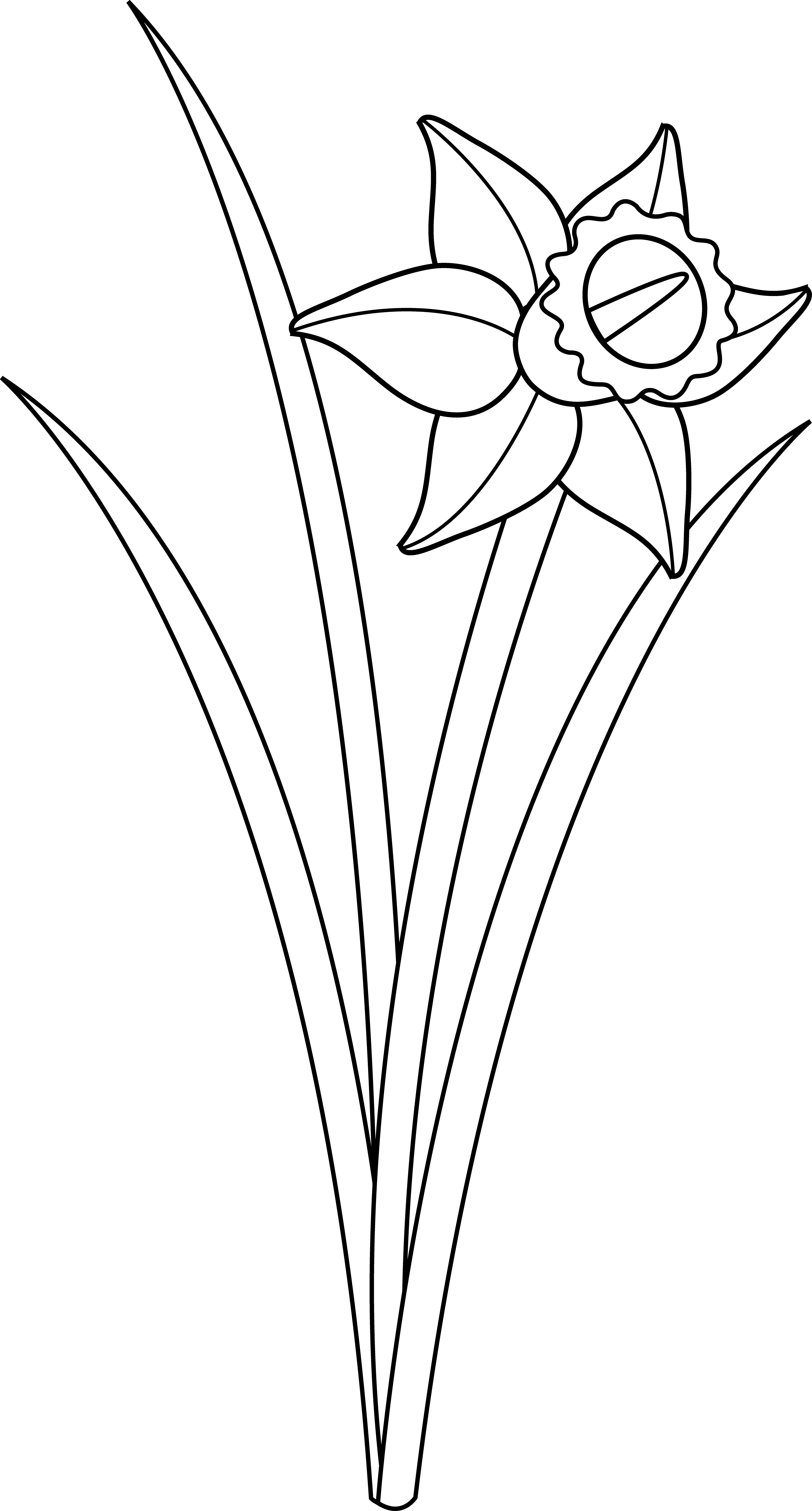 Daffodil Flower Clip Art - Outline Of A Daffodil (3894x7238)