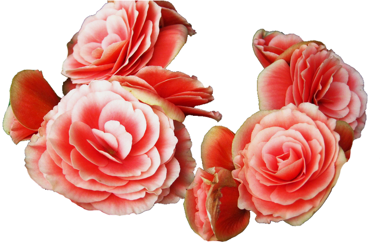 Pink Flower Crown Ttranspa Red Flower Crowns Gardening - Begonia (800x491)