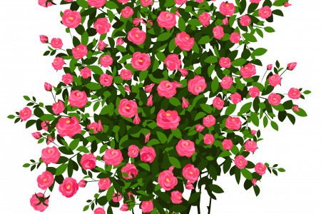 Rose Bush Clipart Transparent - Rose (450x300)