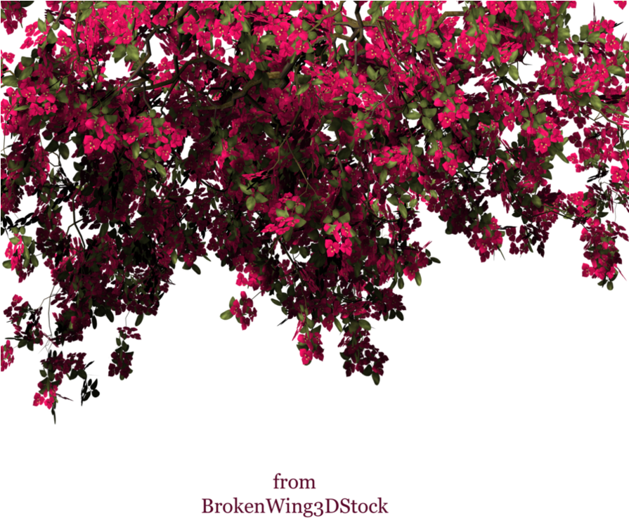 Stock Photo Of Flower, Tree, Ivy, Rambling Rose, Red - Bougainvillea Png (894x894)