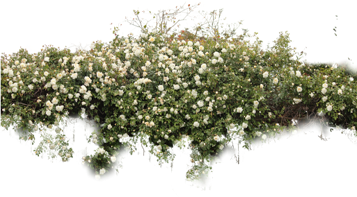 White Rose Bush Png (512x342)