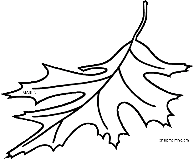 Red Oak Tree Leaves Clipart - Line Art Drawings Of Leaves (648x543)