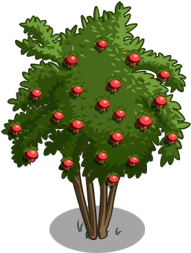 Pomegranate Tree 100-icon - Pomegranate Tree (300x400)