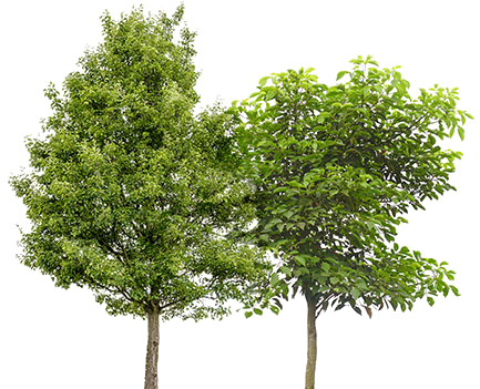 Two Trees - Tree (456x374)