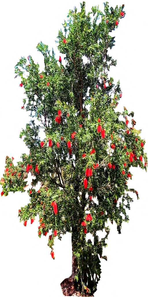 Red Flowered Callistemon By Lilipilyspirit - Callistemon Macarthur (512x1024)