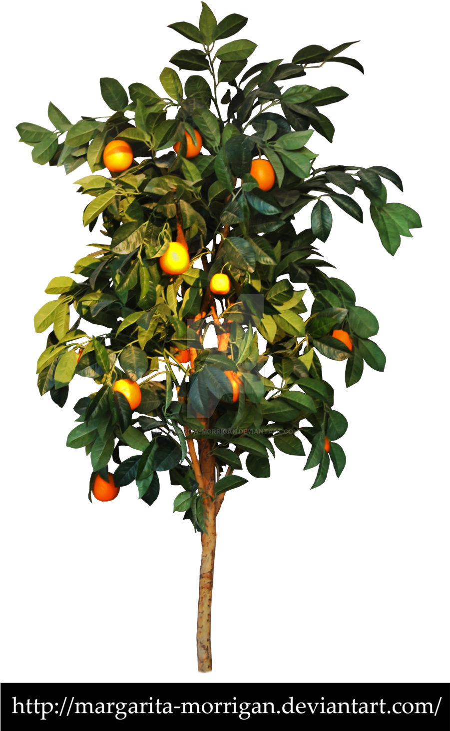 Orange Tree By Margarita Morrigan Orange Tree By Margarita - Cut Out Fruit Tree (900x1499)