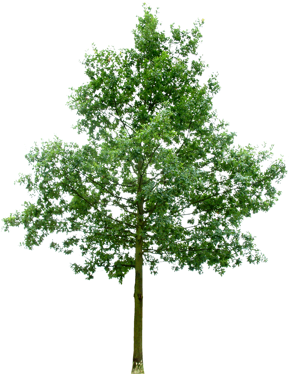 Southern Live Oak Fruit Tree Stock Photography Rendering - Casas Palafiticas (990x1280)