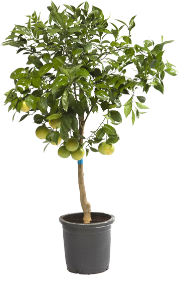 Image - Planta De Limon Png (357x570)