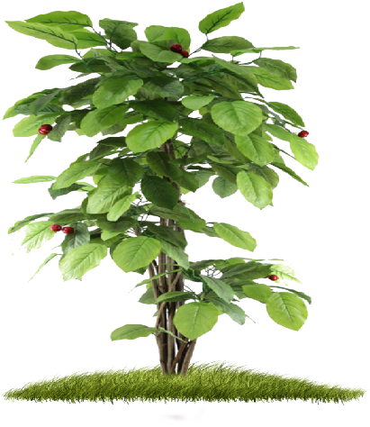 29 Jan 2015 - Small Tree Hd Png (512x512)