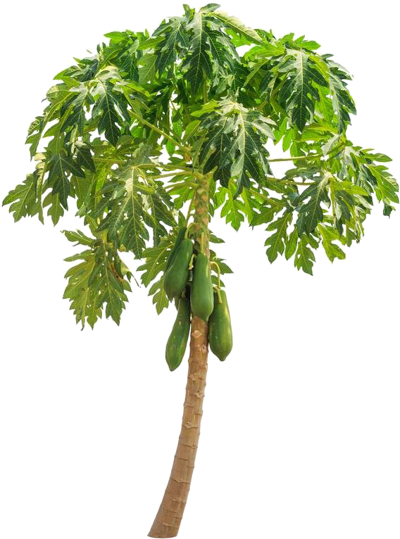 Papaya Fruit Tree Pawpaw Stock Photography - Papaya Tree Clipart Png (714x1000)