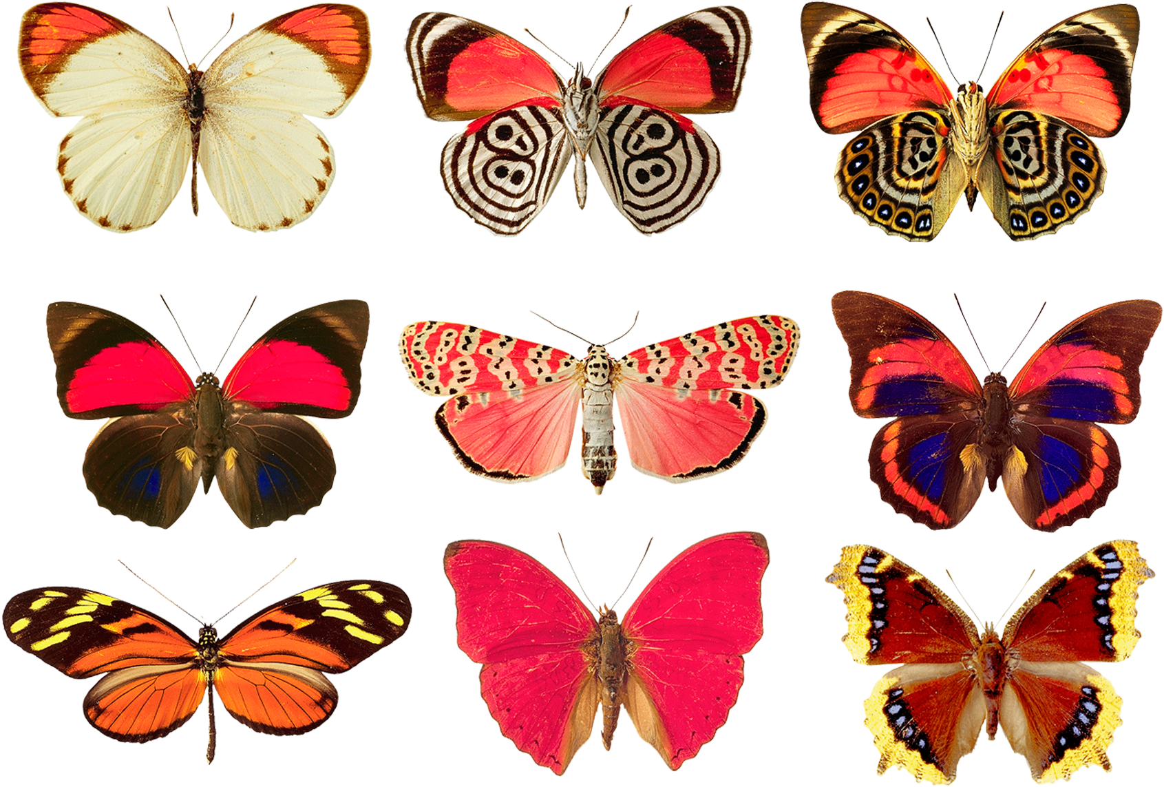 Butterflies Png By Absurdwordpreferred - Butterfly 5'x7'area Rug (1772x1278)