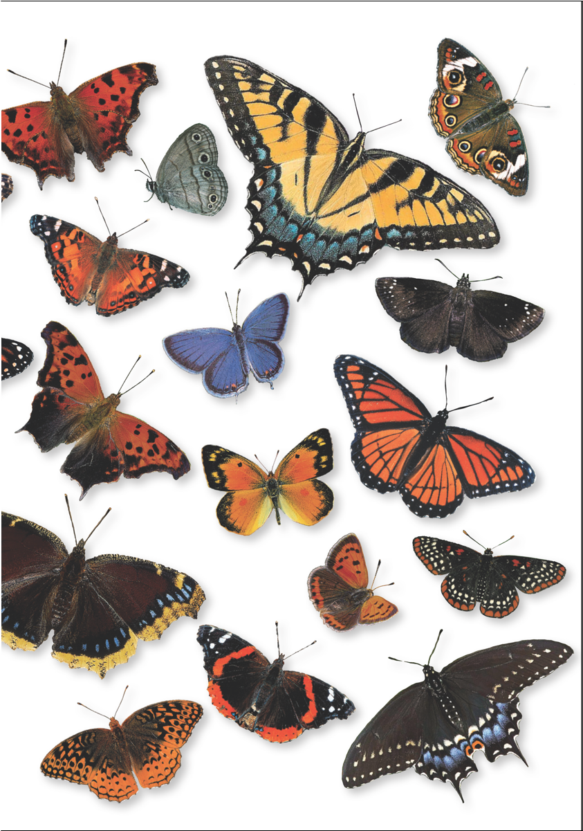 Shopping Cart -  -  - Butterflies Of Mid-atlantic & The Southeast (1200x1200)