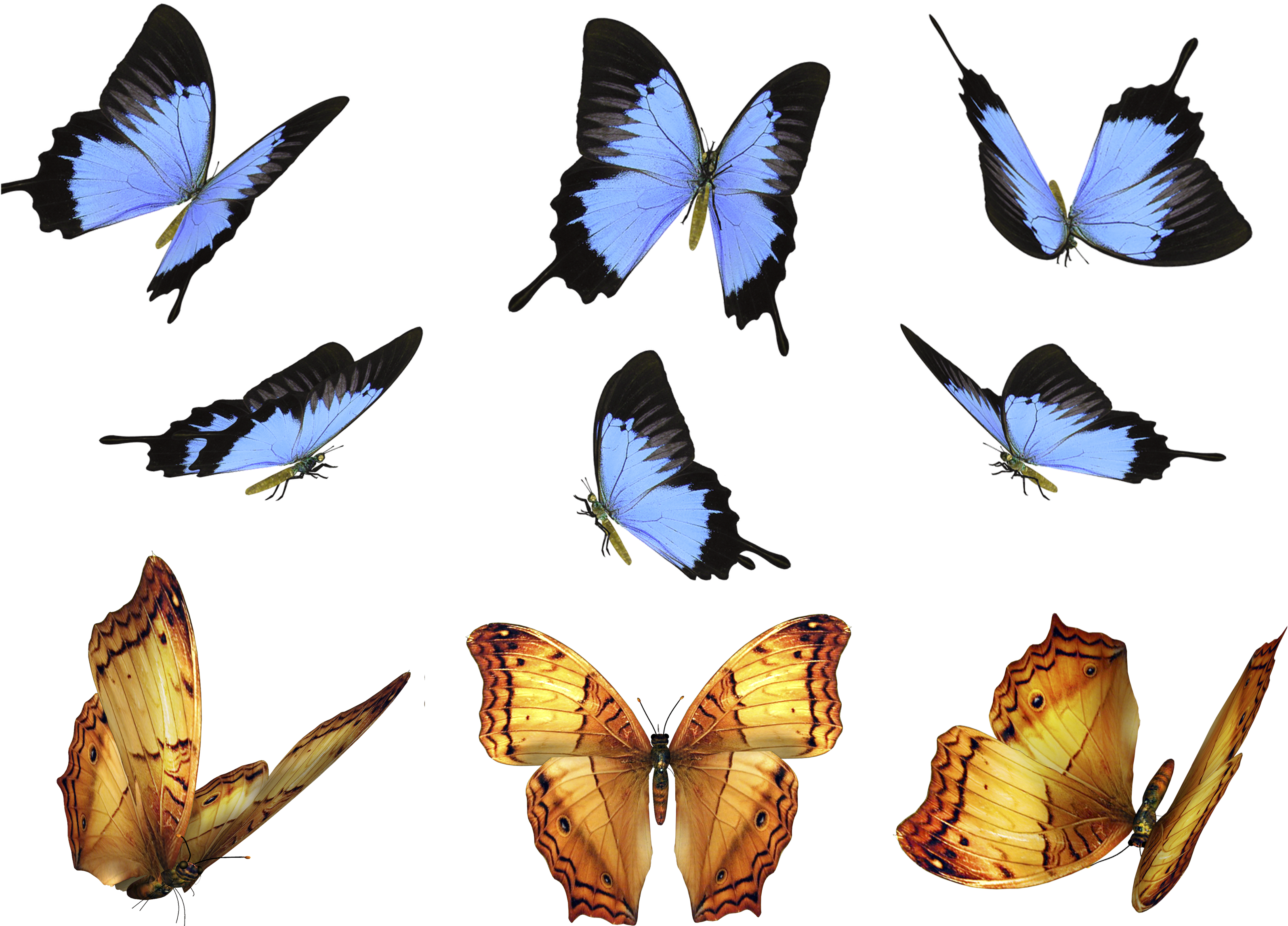 Free Butterfly Photo Overlays, Photography Overlays - Butterfly Psd (3508x2480)