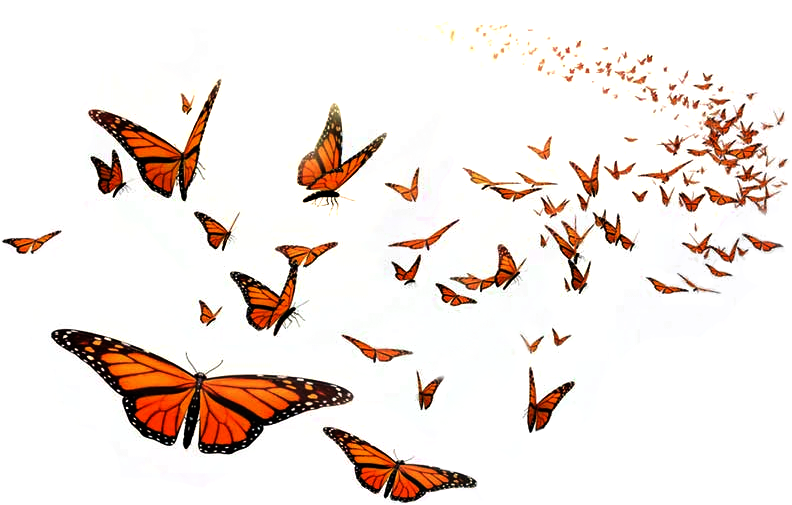 Butterfly Miracle - Distinctink Custom White Otterbox Commuter Series Case (792x511)