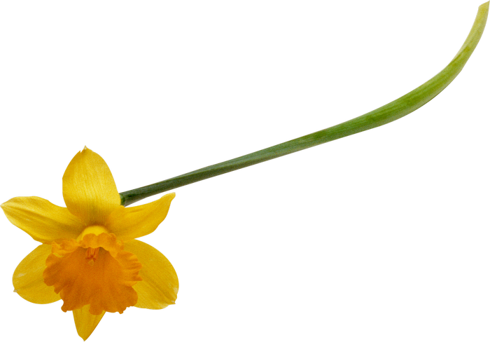 Publicat De Eu Ciresica La - Graphic Designer (700x488)