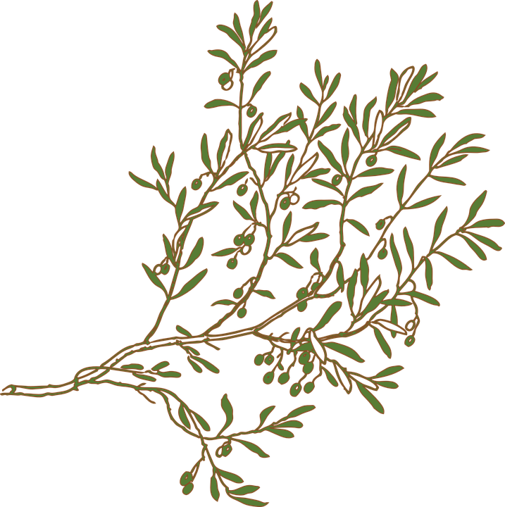 Flower Branches Cliparts 6, Buy Clip Art - Clipart Olive Branch (717x720)