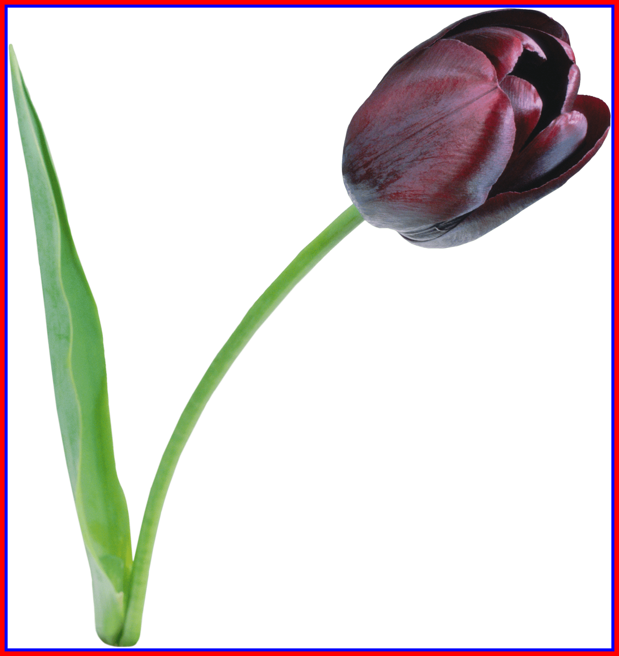 Bouquet Png Lily Bouquet Png Incredible Large Black - Tulips Flowers (2050x2174)
