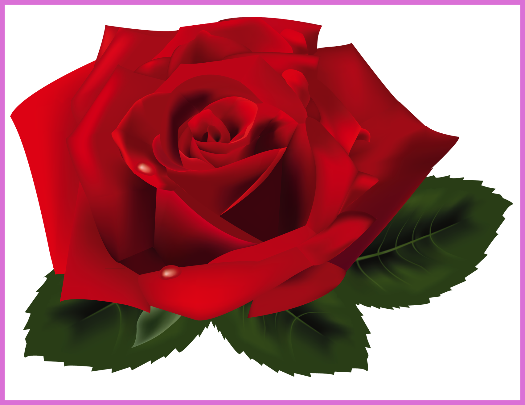 Unbelievable Red Rose Png Clipart Flowers And Image - Rose Png (1703x1312)