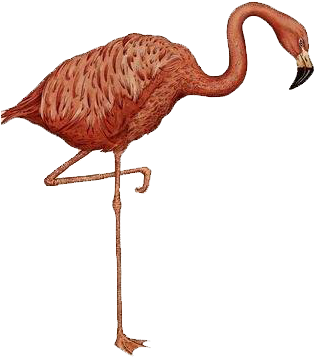 Animalium Colouring Book Amazon - Katie Scott Illustrator Lion (500x500)