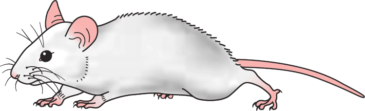 Mice Black And White Clipart - Bing Images (749x228)