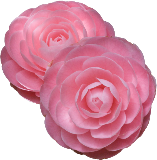 Tumblr Nibzh9boba1rm6jd7o1 1280 - Camellia Flower Transparent Background (548x571)
