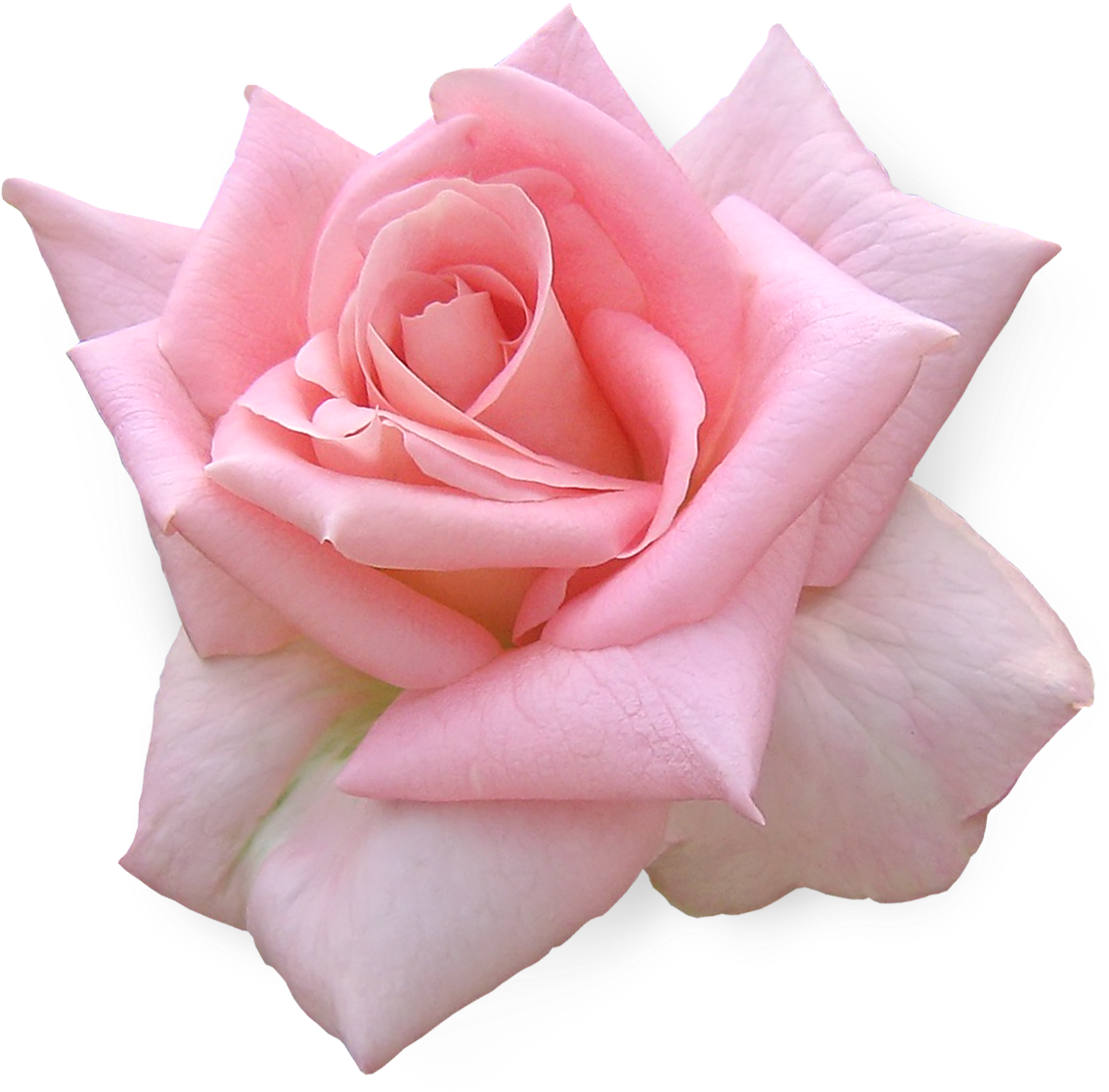 Png Клипарт "розы" - Bon Vendredi Et Bonne Semaine (1134x1117)