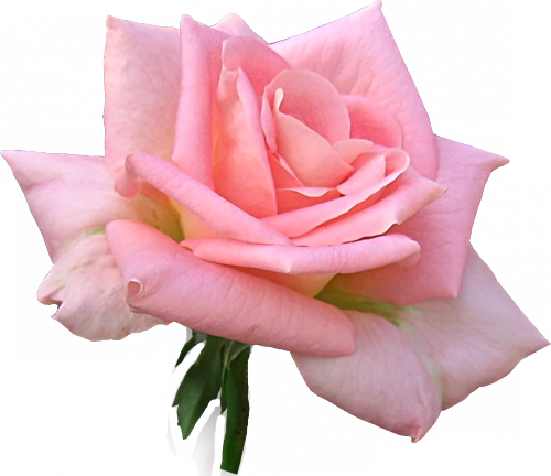 Rose Bunch Pink Free Vector Graphic On Pixabay,flower - Roses (500x432)