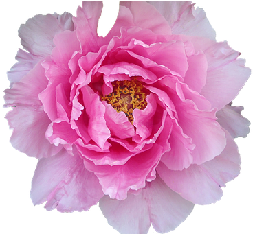 Pelagonie, Pink, Violet, Purple, Large - Violet (603x340)