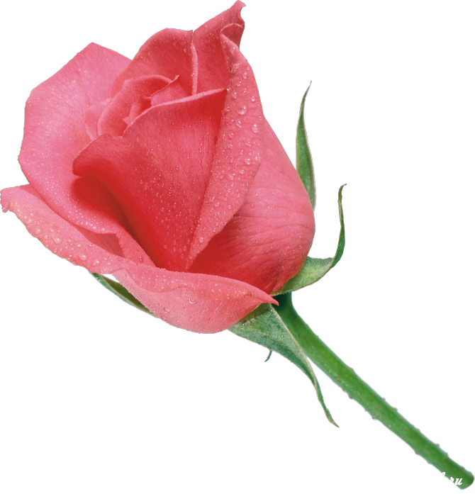 Rose Bunch Pink Free Vector Graphic On Pixabay,flower - Pink Colour Rose Flower (670x697)