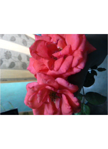 Shreya Mehto - Hybrid Tea Rose (361x499)