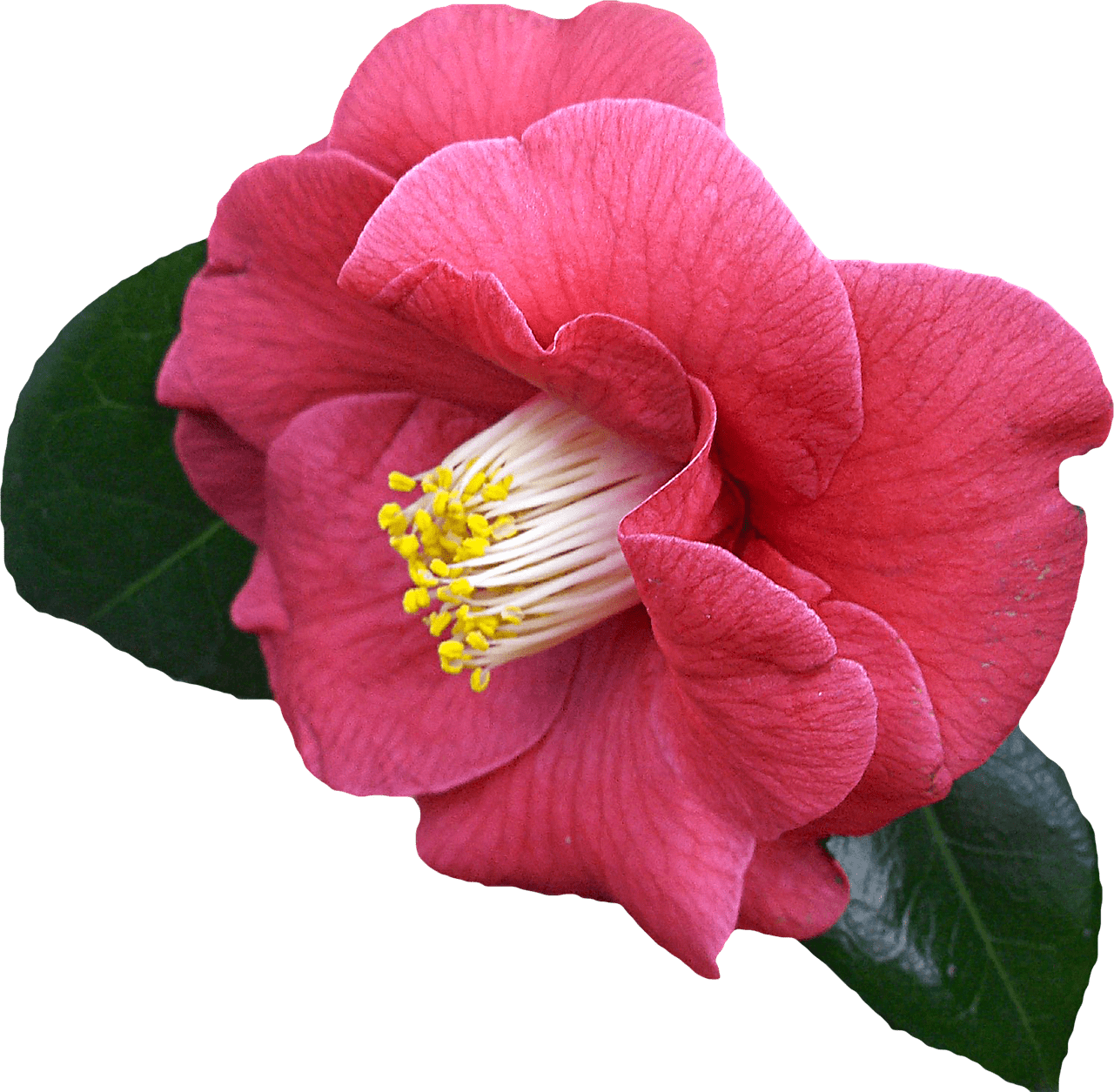 Download - Transparent Background Camellia Flower Png (1280x1255)