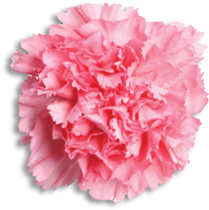 Gamma Phi Beta Flower - Carnation Gamma Phi Beta (1024x1024)