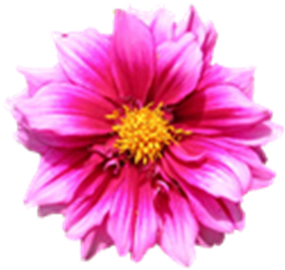 Flower Dahlia Pink Transparent Background 350 1 - Flower With No Background (420x420)
