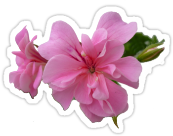 White Flowers Transparent Background Joannfineart › - White (375x360)