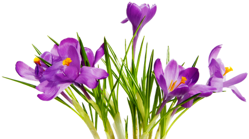 Cute Transparent Png Sticker - Transparent Background Flower Png (512x284)