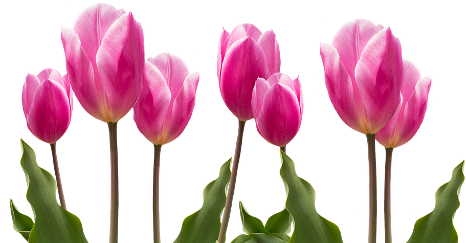 Spring, Tulips, Pink, Nature, Flower, Flowers, Plant - Tulip Flower (960x615)
