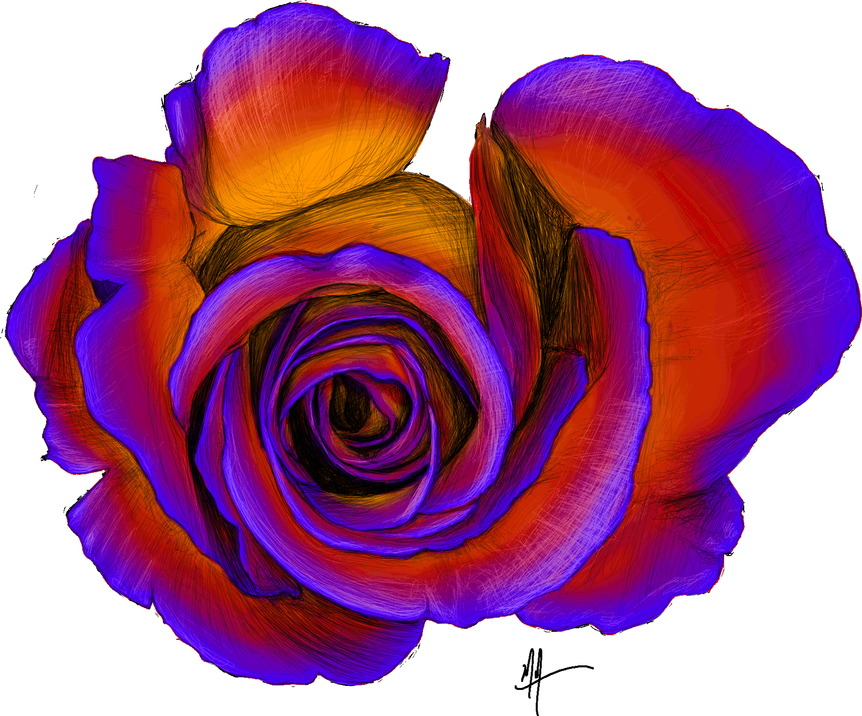 Rose Overhead Sketch Colour - Sketch (2158x1714)